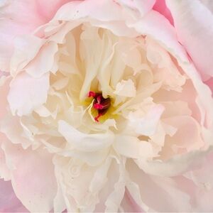 Meet your Posher, Isabella